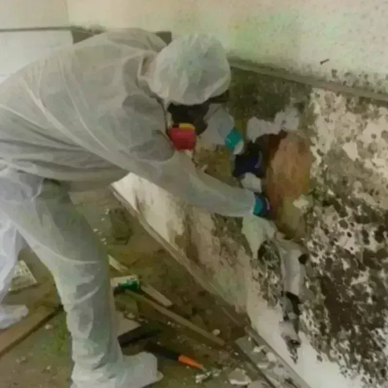 Mold Remediation and Removal in Wise County, VA